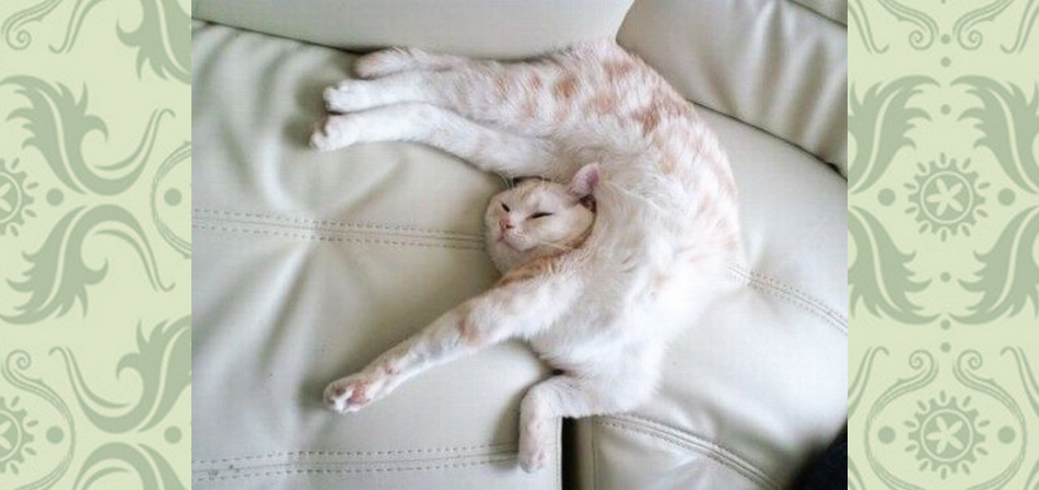 Гипермобильный тип синдрома Элерса-Данлоса